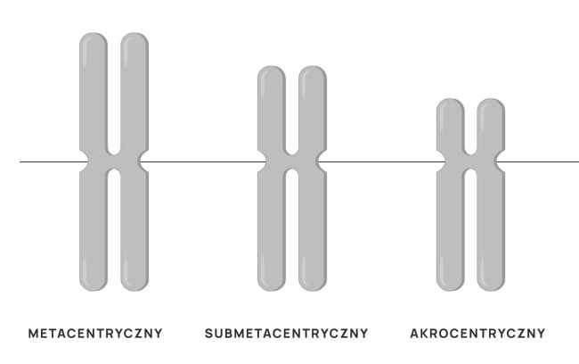 rodzaje chromosomów