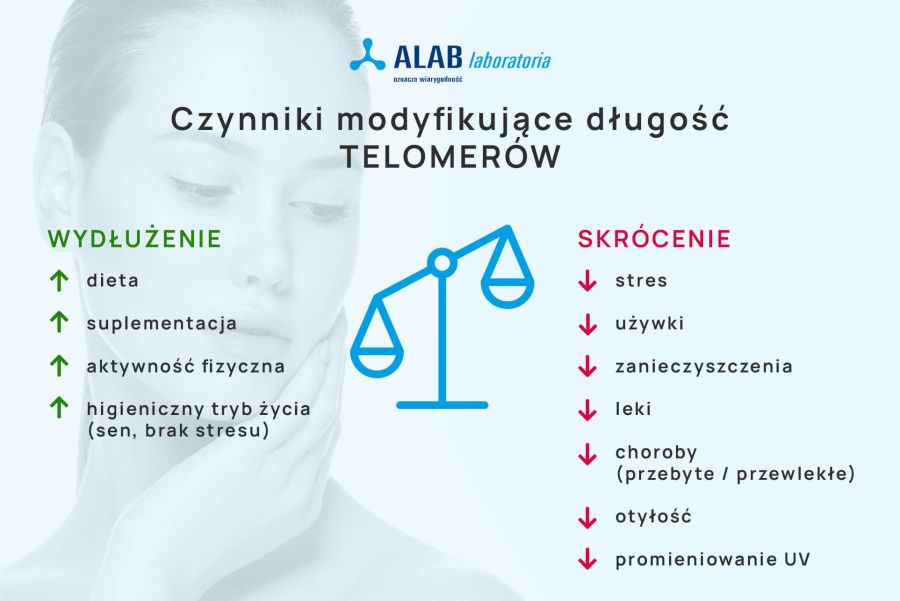 czynniki modyfikujące długość telomerów infografika