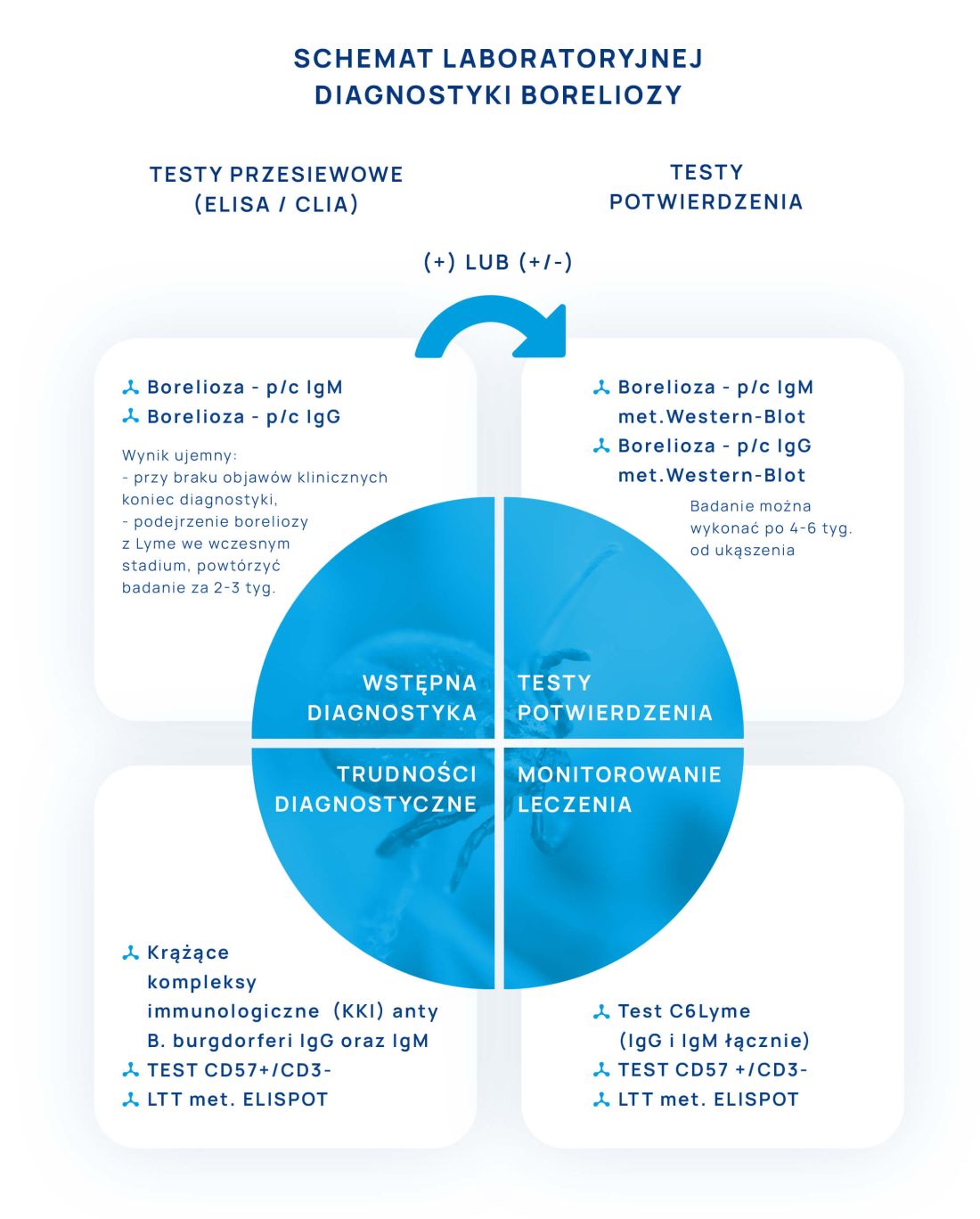 schemat laboratoryjnej diagnostyki boreliozy