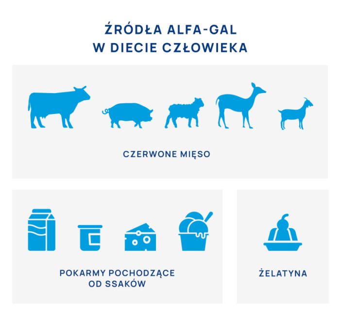 źródła alfa-gal w diecie człowieka infografika