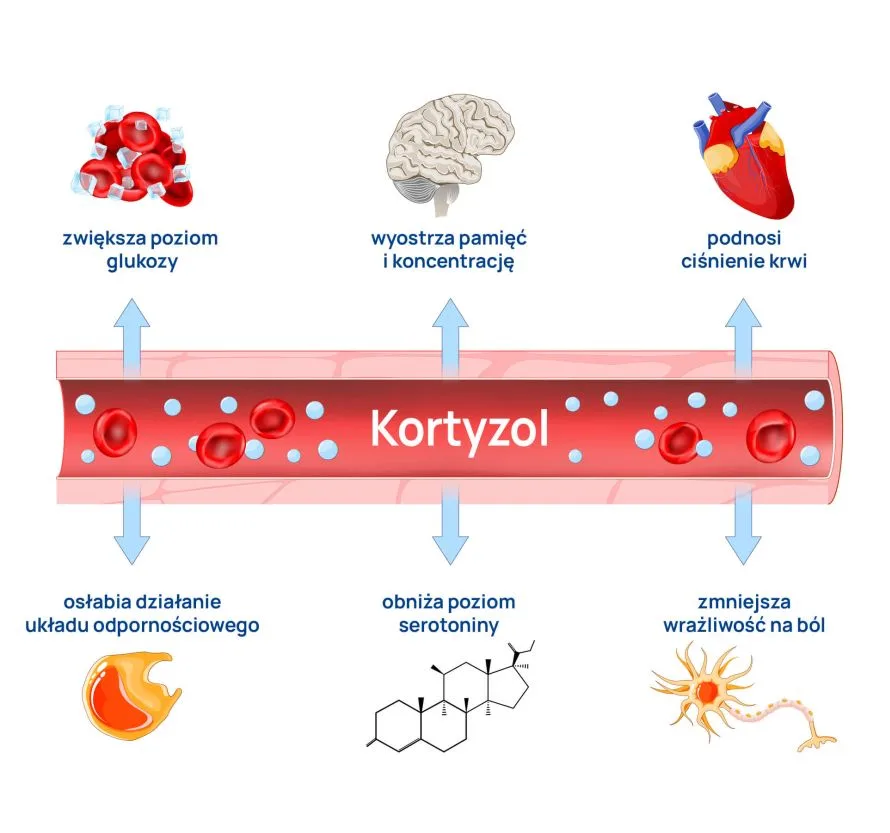 działanie kortyzolu infografika