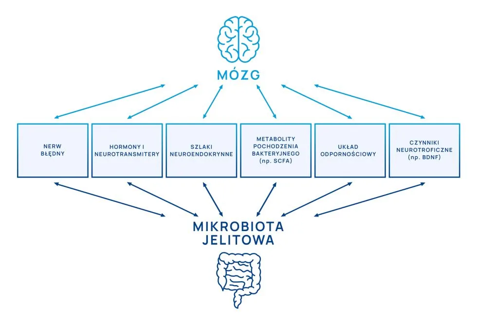 oś mózg-jelito-mikrobiota jelitowa schemat