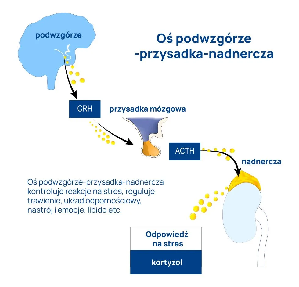 oś podwzgórze-przysadka-nadnercza infografika