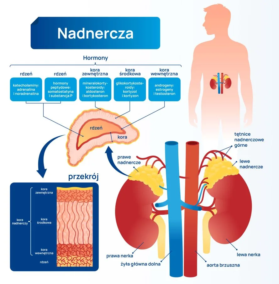 budowa i funkcje nadnerczy infografika