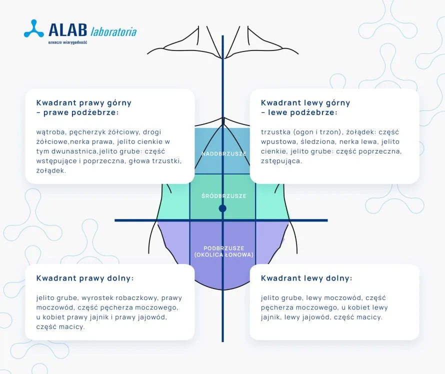 lokalizacje bólu brzucha infografika - gdzie boli brzuch