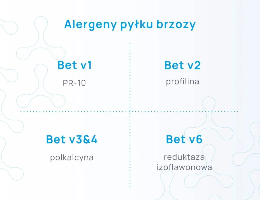 wybrane alergeny pyłku brzozy infografika