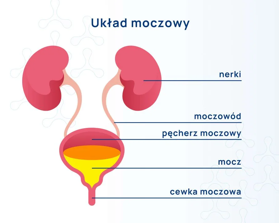 budowa układu moczowego infografika 