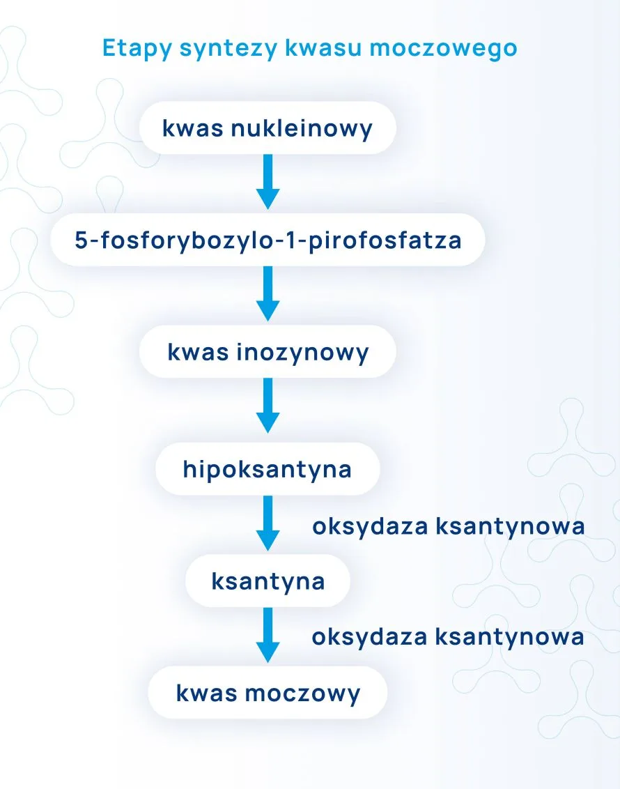 etapy syntezy kwasu moczowego infografika