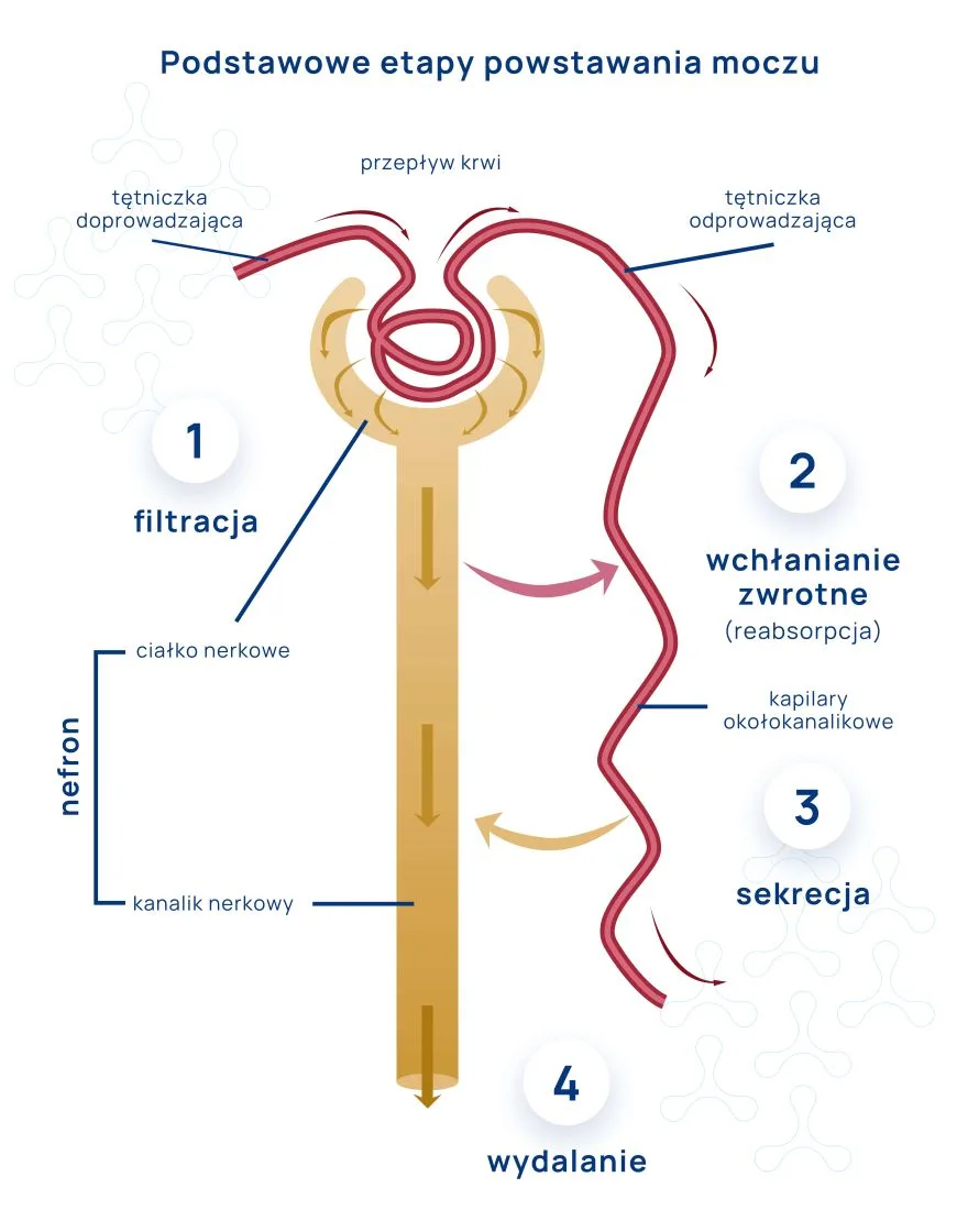 etapy powstawania moczu infografika