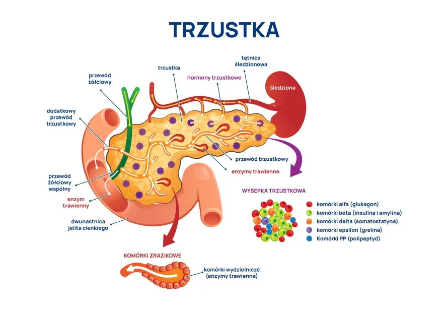 trzustka - budowa infografika