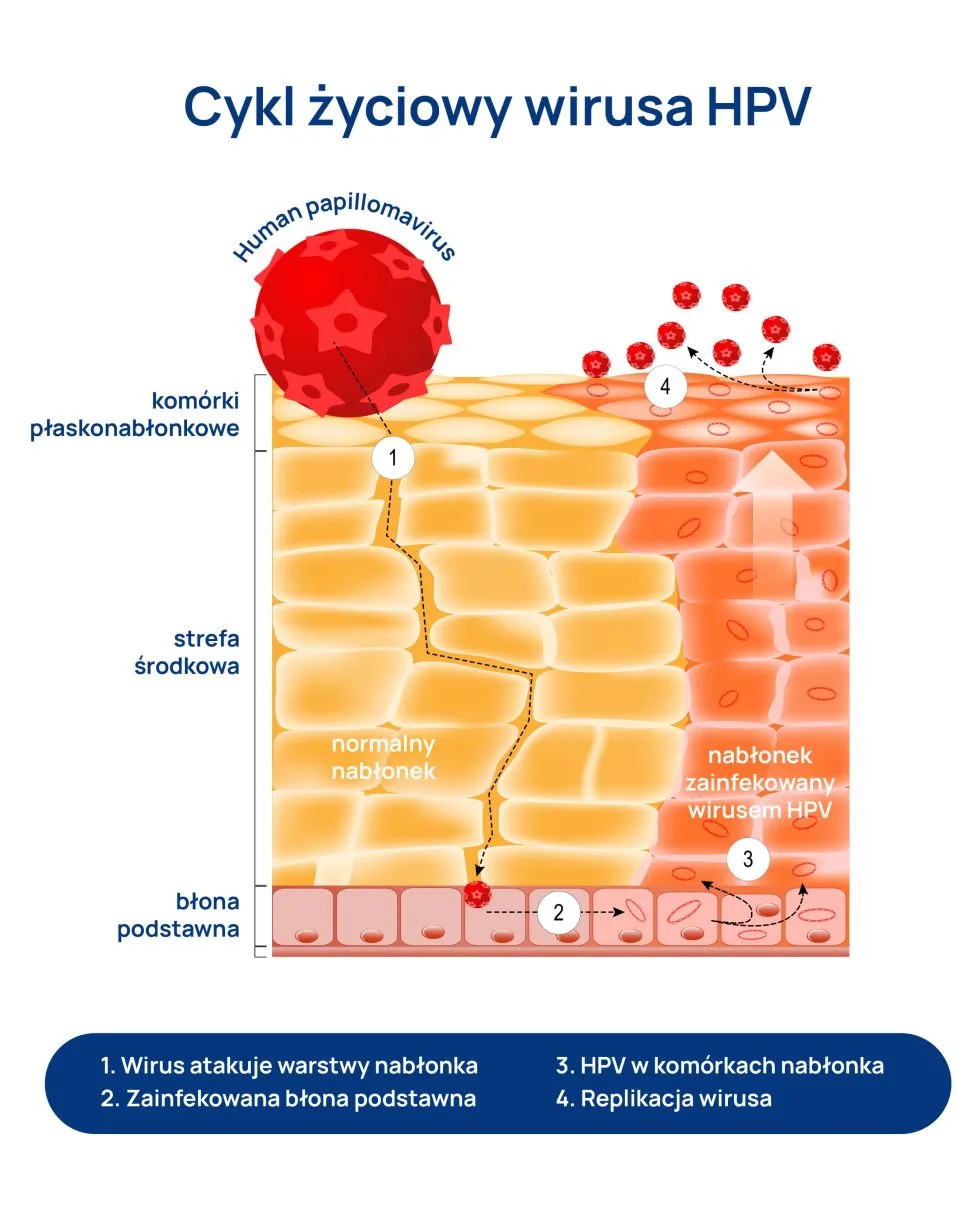 cykl życiowy wirusa HPV infografika