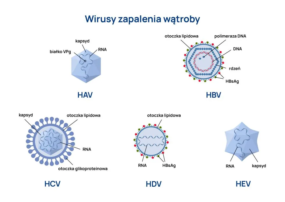 wirusy zapalenia wątroby