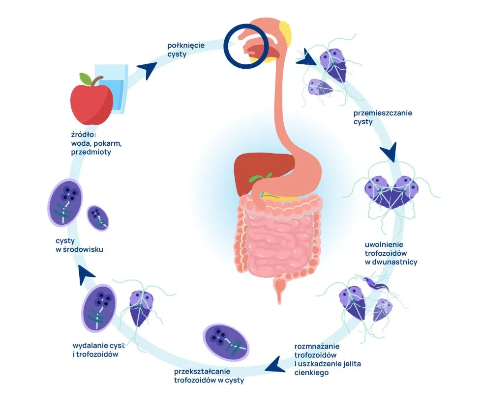 cykl życia lamblii