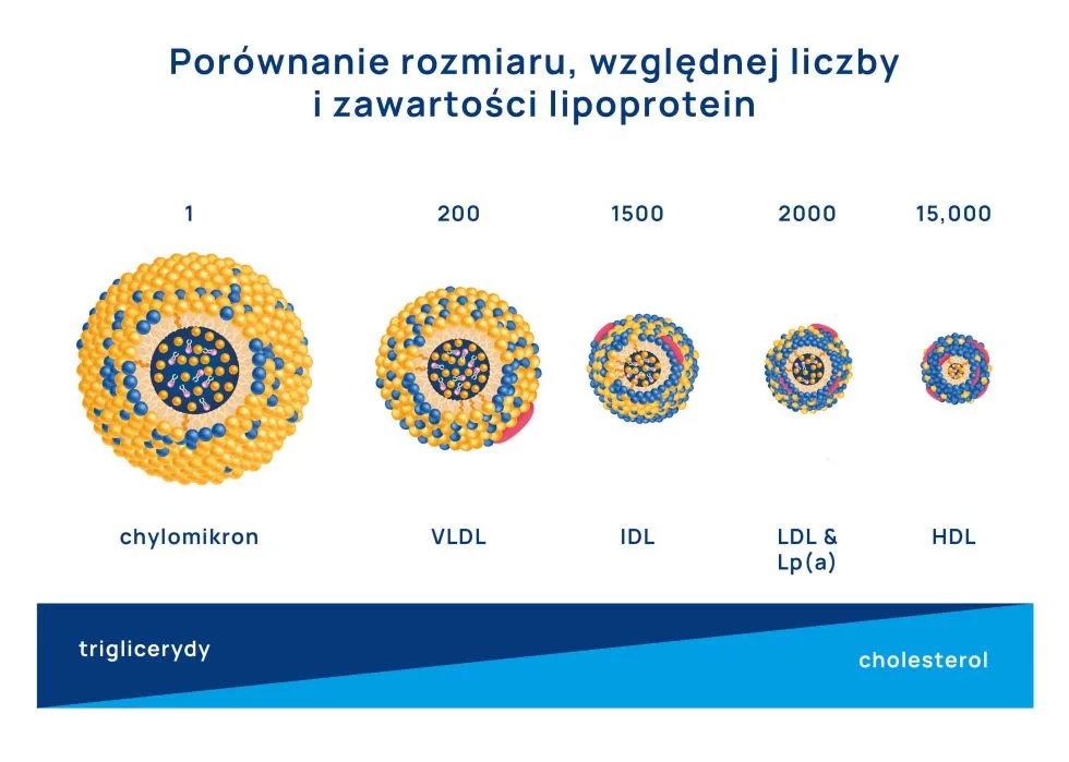 porównanie rozmiaru, względnej liczby i zawartości lipoprotein