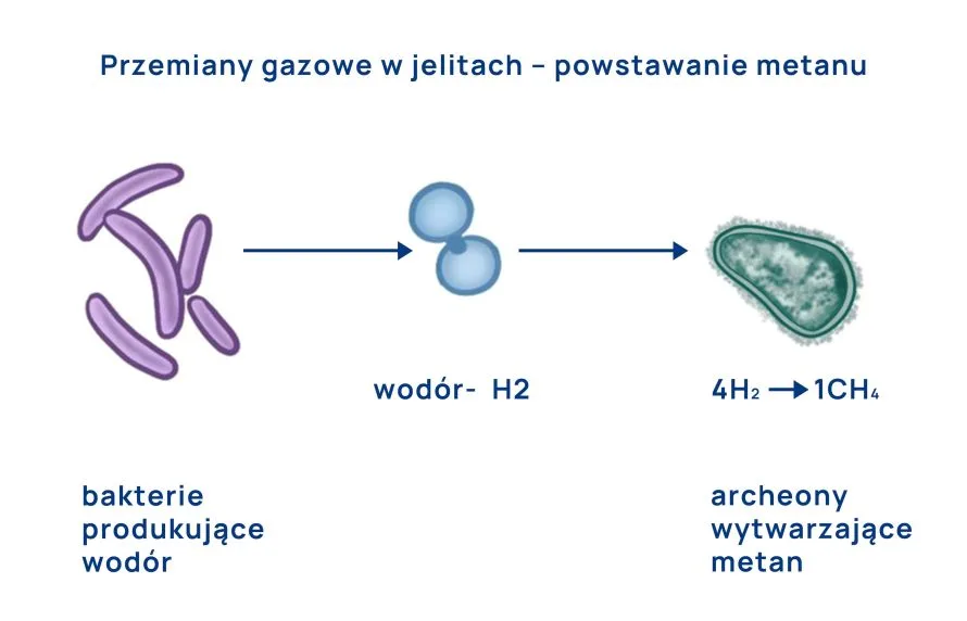 powstawanie metanu w jelitach infografika