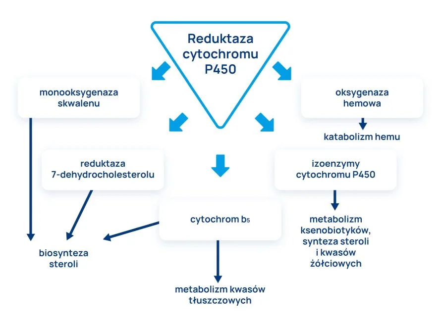 witamina B2 infografika