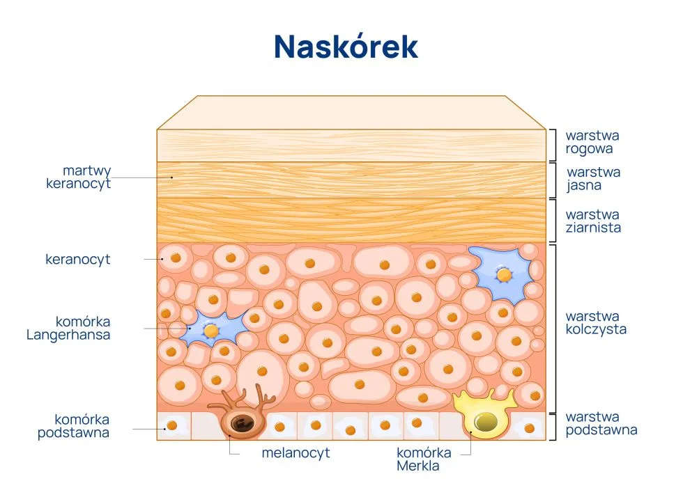 budowa naskórka infografika