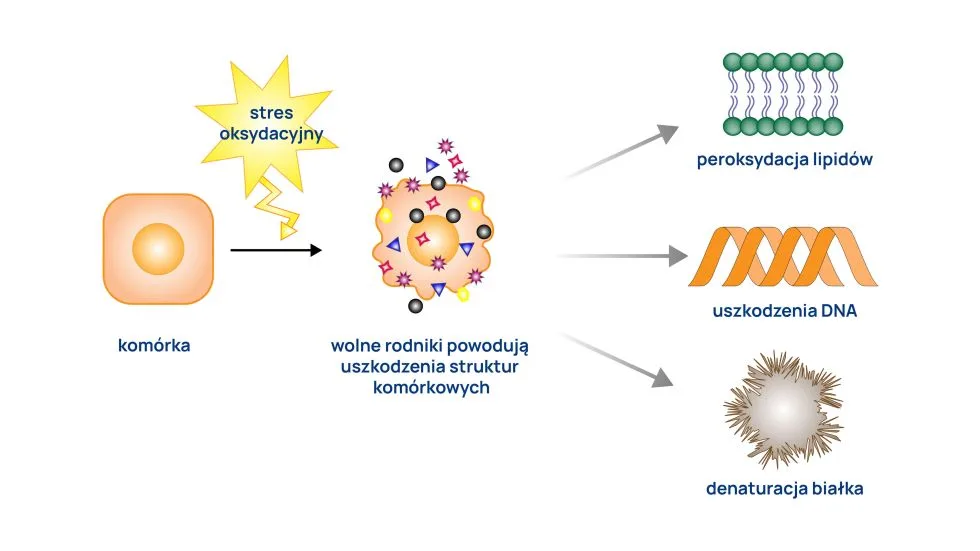 stres oksydacyjny infografika