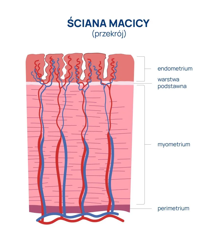 ściana macicy budowa przekrój infografika