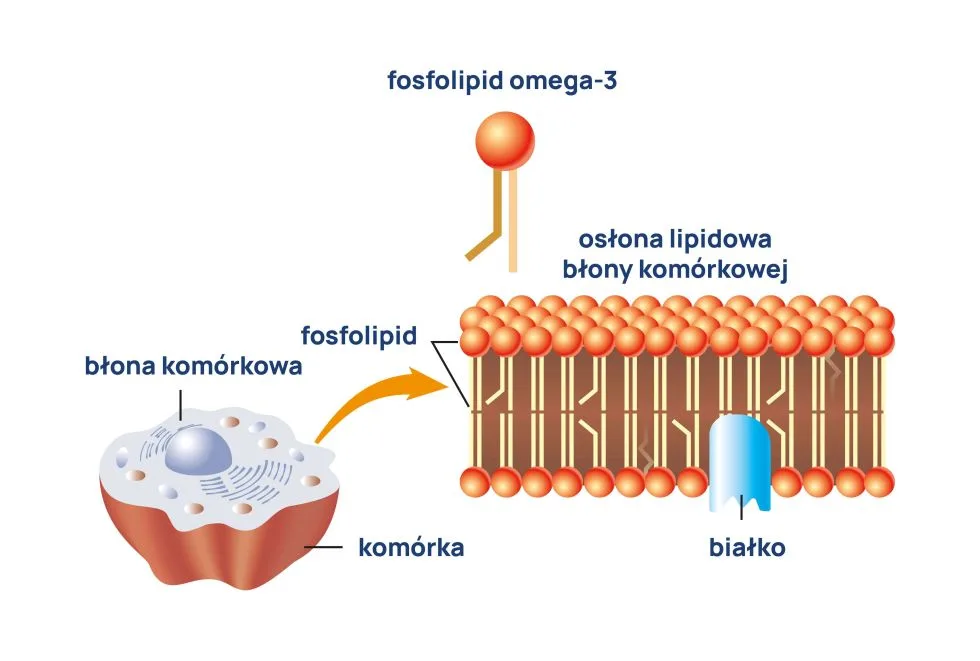 omega-3 infografika