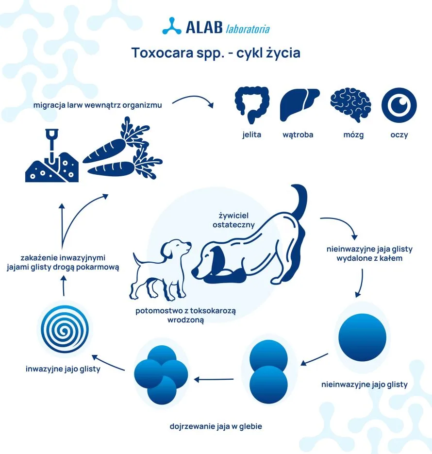 Cykl zycia Toxocara spp.