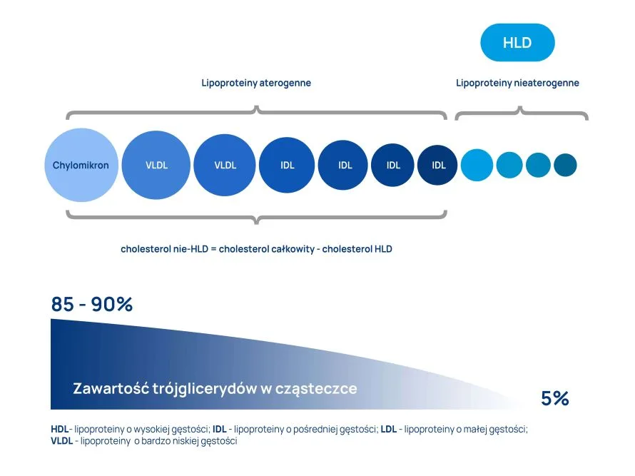 rodzaje lipoprotein infografika