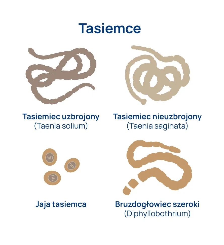 tasiemce infografika