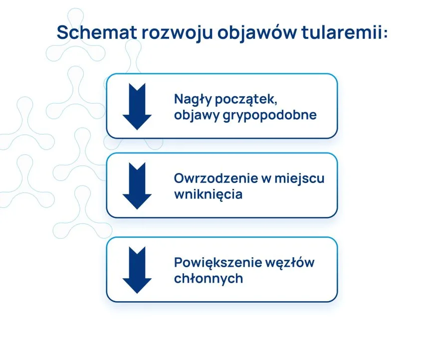 Tularemia schemat rozwoju objawów