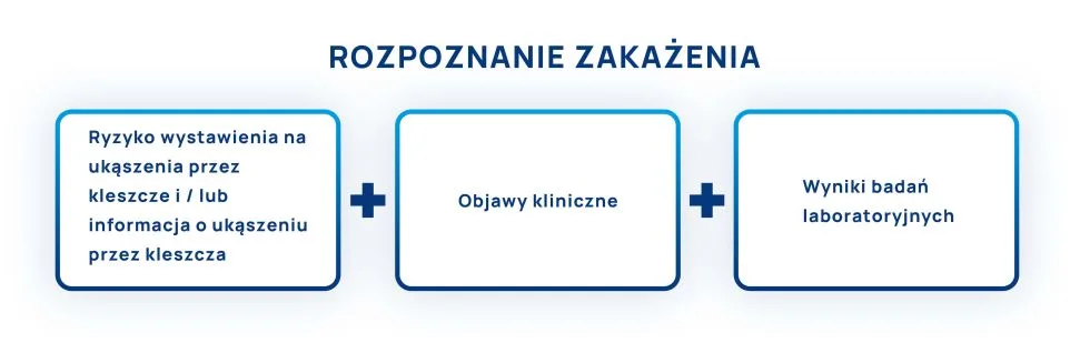 borelioza rozpoznanie zakażenia infografika