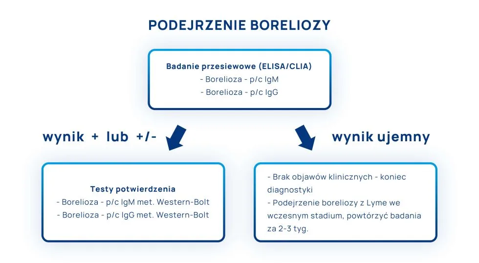 borelioza schemat diagnostyczny infografika