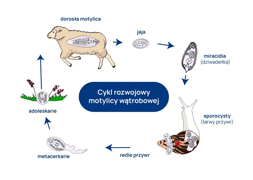 motylica wątrobowa cykl rozwojowy