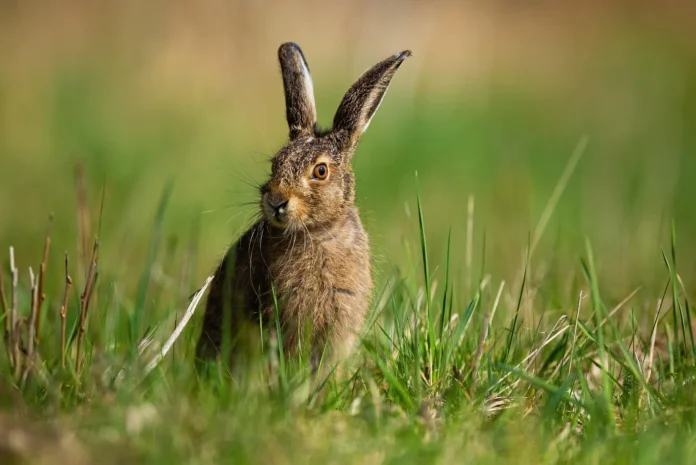 Rabbit fever tularemia