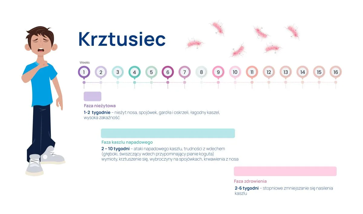 krztusiec infografika