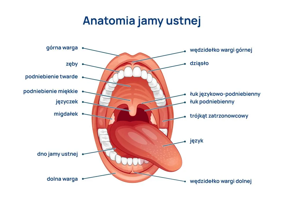 trzeci migdal anatomia jamy ustnej infografika