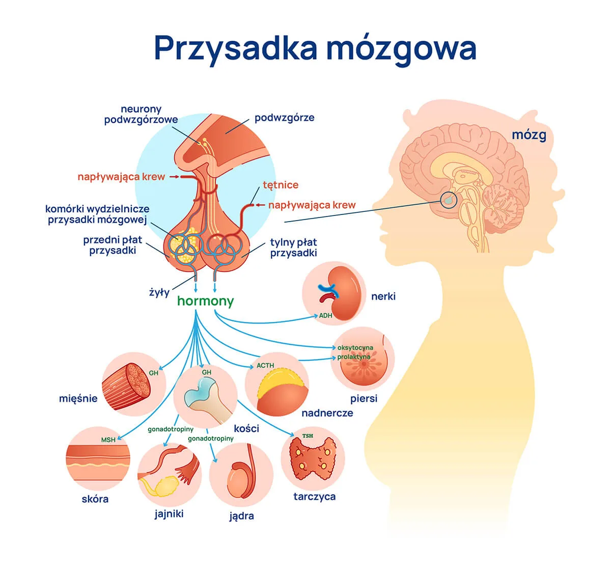 Przysadka_mózgowa_infografika