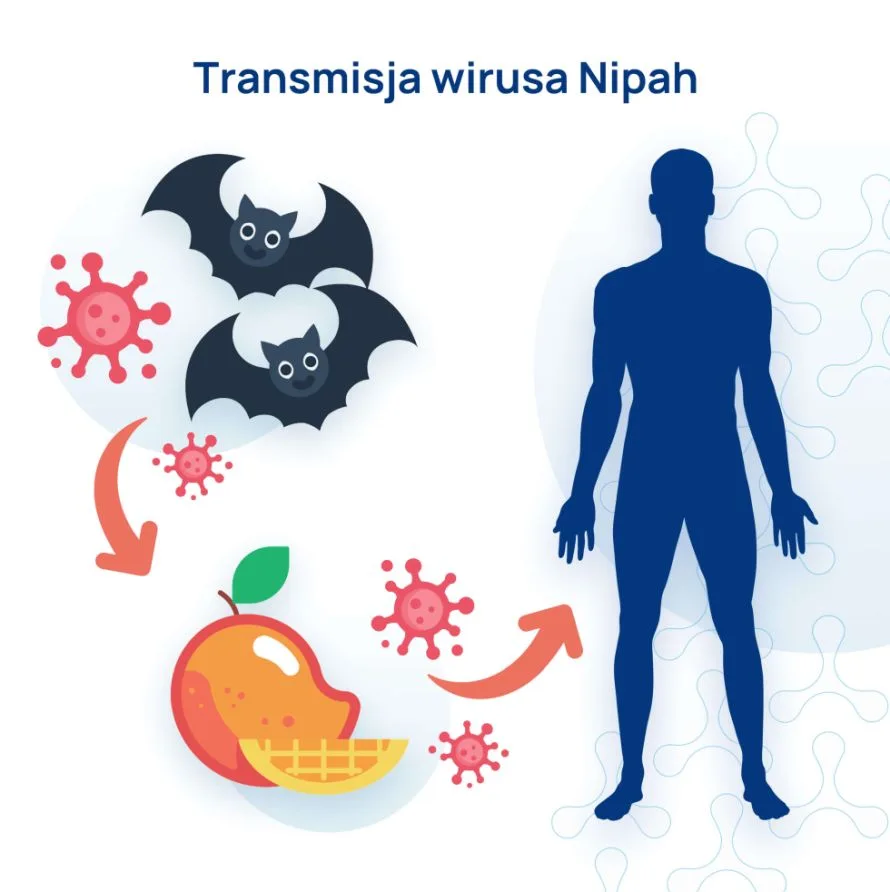 transmisja wirusa nipah infografika