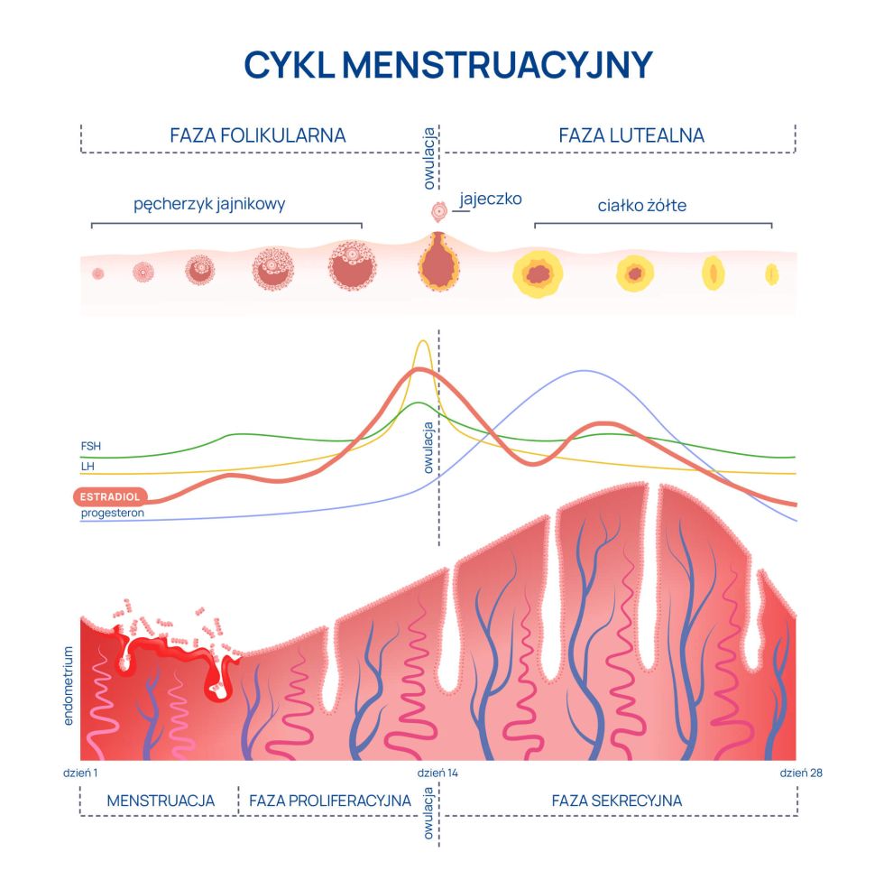 estradiol infografika