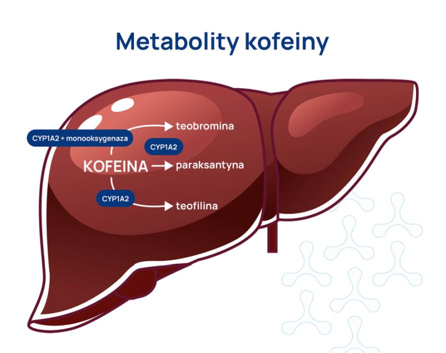 kofeina cz.1_infografika_1