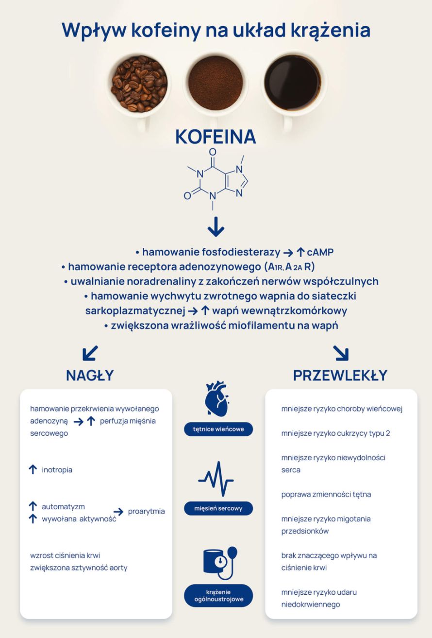 kofeina cz.1_infografika_3