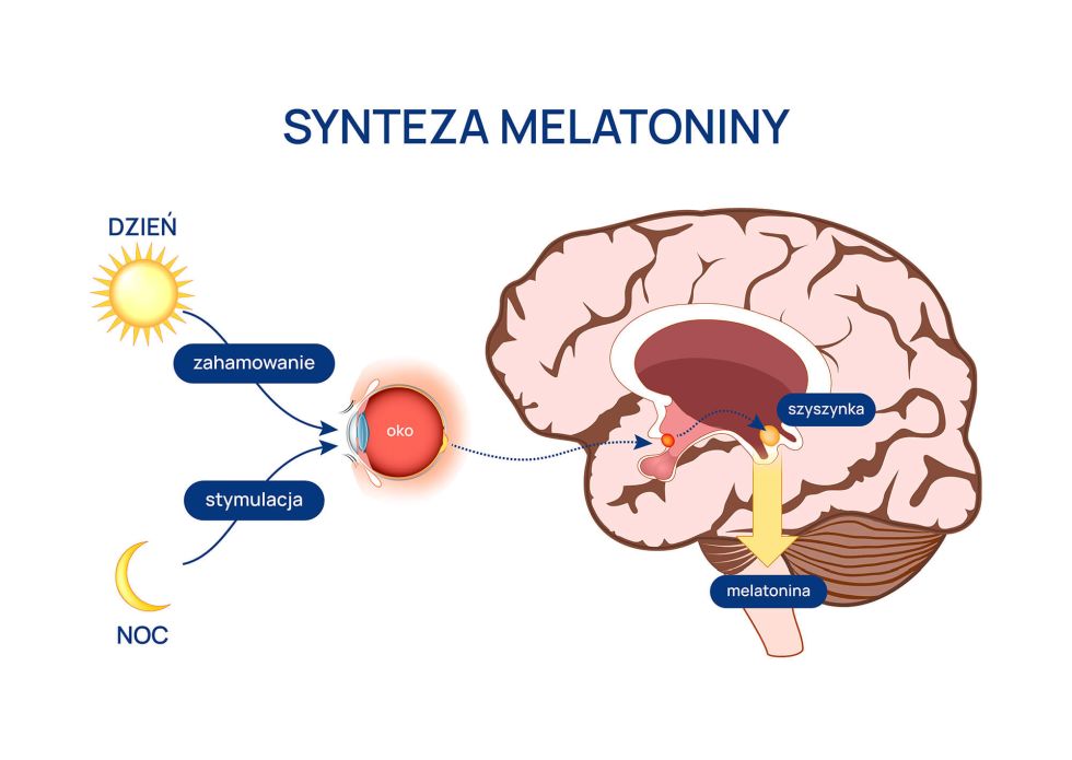 synteza melatoniny infografika