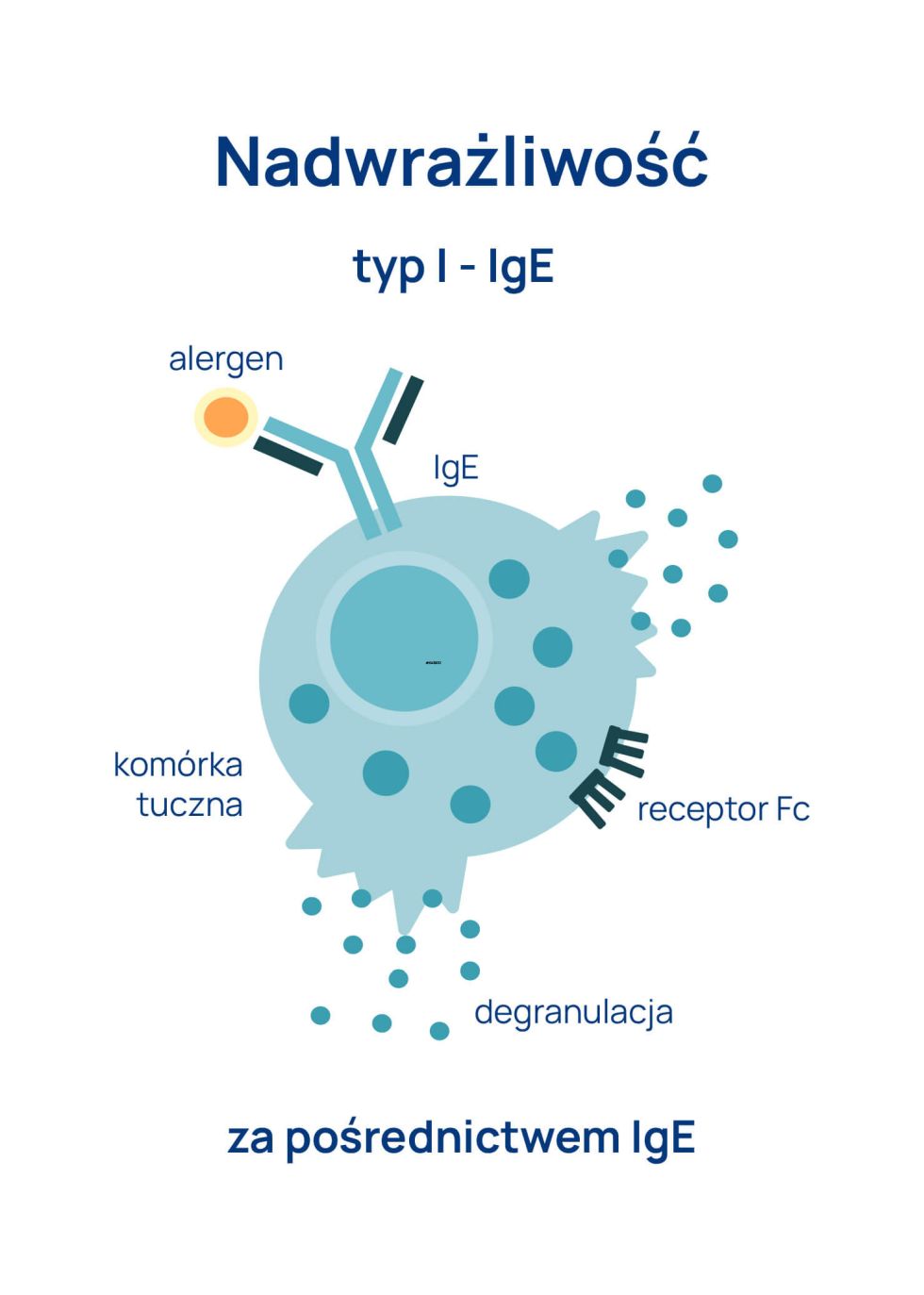 IgE_całkowite_infografika