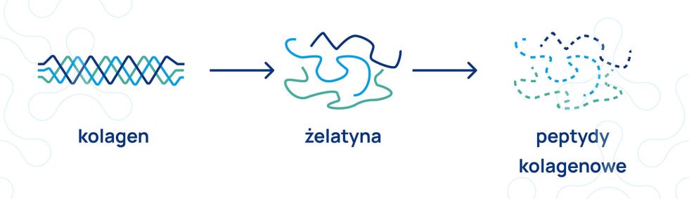 suplementacja kolagenu infografika