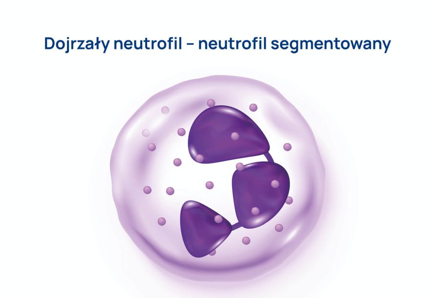 neutrofil infografika